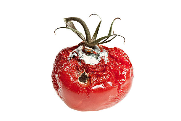 Rotten Tomato A rotting tomato against a pure white background. rotting stock pictures, royalty-free photos & images