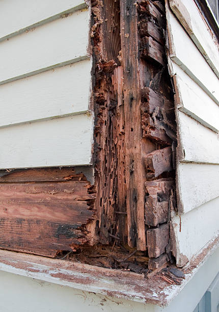 Rotten Wood Termite and fungus infested wood on the side of a house. termite damage stock pictures, royalty-free photos & images