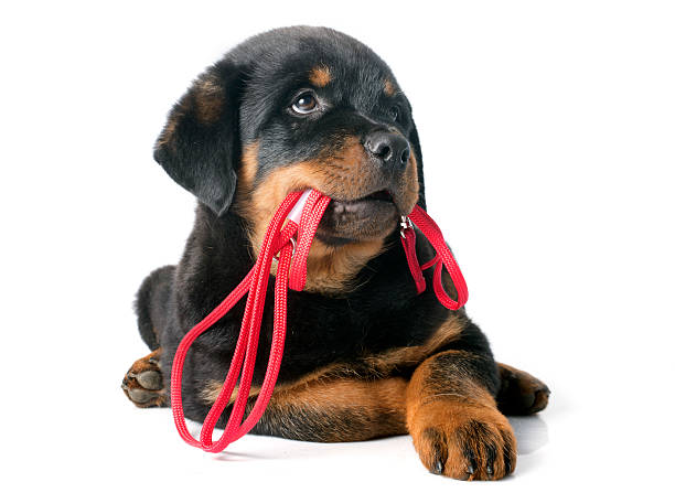 rottweiler and leash portrait of a purebred puppy rottweiler with leash in front of white background rottweiler stock pictures, royalty-free photos & images