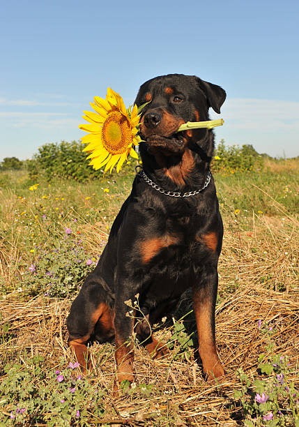 Resultado de imagen para çŠ¬ rottweiler åº­ã®èŠ±ã‚’ã‚¹ãƒ‹ãƒƒãƒ•ã‚£ãƒ³ã‚°