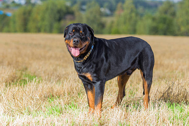 Rottweiler dog natural background grass field Rottweiler dog on natural background grass field rottweiler stock pictures, royalty-free photos & images
