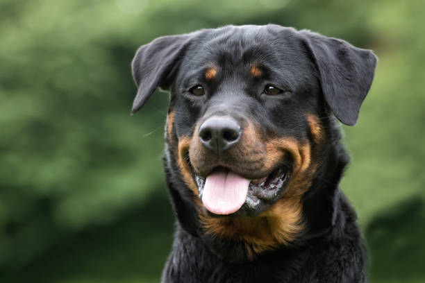 Rottweiler dog Healthy purebred dog photographed outdoors in the nature on a sunny day. rottweiler stock pictures, royalty-free photos & images