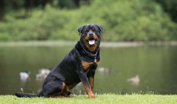 Rottweiler dog Healthy purebred dog photographed outdoors in the nature on a sunny day. rottweiler stock pictures, royalty-free photos & images