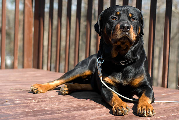 Rottweiler on a porch  rottweiler stock pictures, royalty-free photos & images