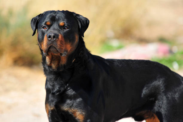 rottweiler rottweiler rottweiler stock pictures, royalty-free photos & images