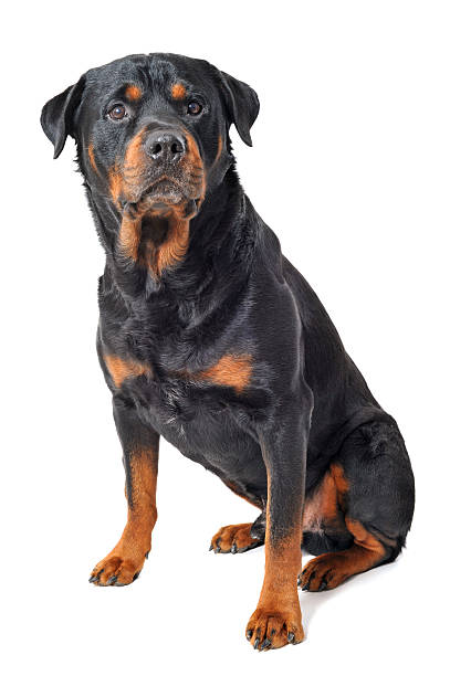 rottweiler portrait of a purebred rottweiler in front of white background rottweiler stock pictures, royalty-free photos & images