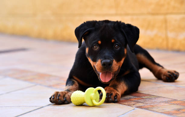 Rottweiler Rottweiler playing rottweiler stock pictures, royalty-free photos & images