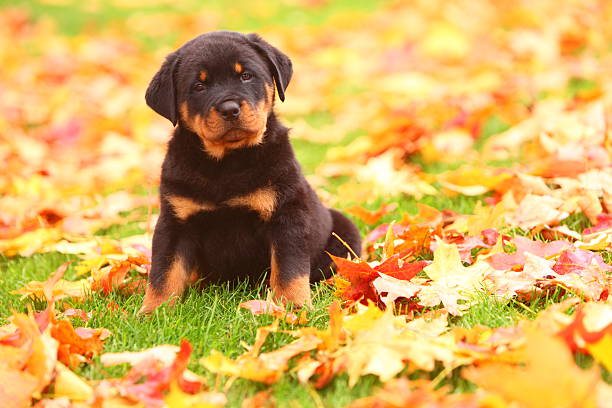 Rottweiler Puppy Sits in Autumn Leaves A handsome, stocky Rottweiler puppy sits in some beautiful Autumn leaves. rottweiler stock pictures, royalty-free photos & images