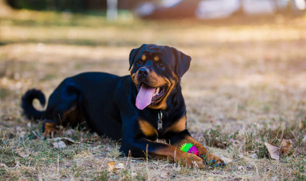 Rottweiler resting Dog lying in the grass with his ball rottweiler stock pictures, royalty-free photos & images
