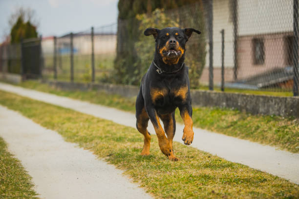 Rottweiler running towards camera Big black and brown rottweiler dog running towards camera on a gravel surface road or dirt road next to a fence. Mouth of a dog is full of saliva. rottweiler stock pictures, royalty-free photos & images