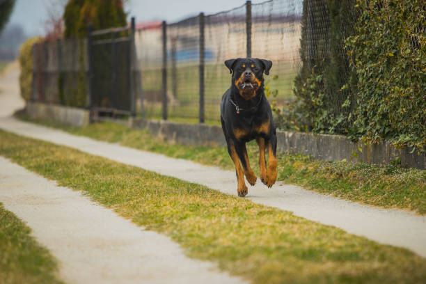 Rottweiler Arrabbiato Foto E Immagini Stock Istock