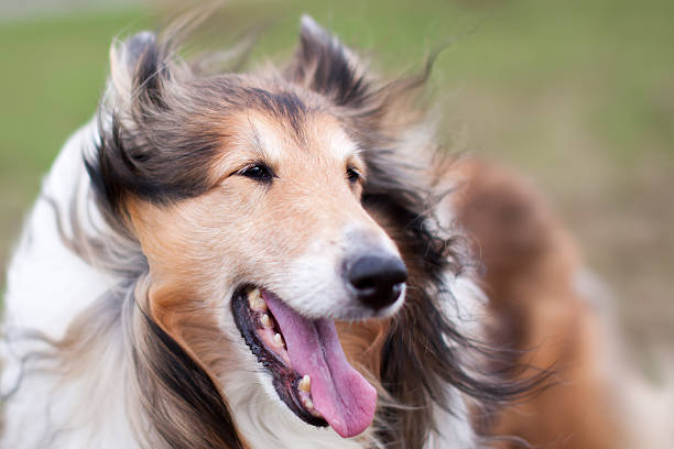 Rough collie dog in wind stock photo