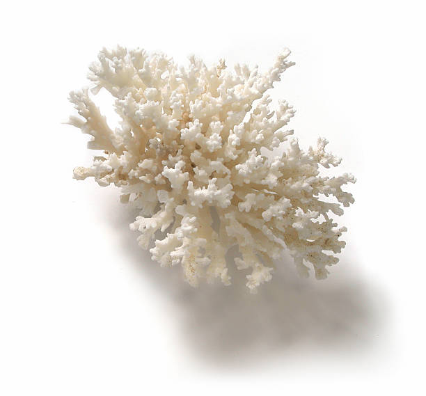 Rough White Spiny Coral Ocean Specimen Spiny coral specimen terryfic3d stock pictures, royalty-free photos & images