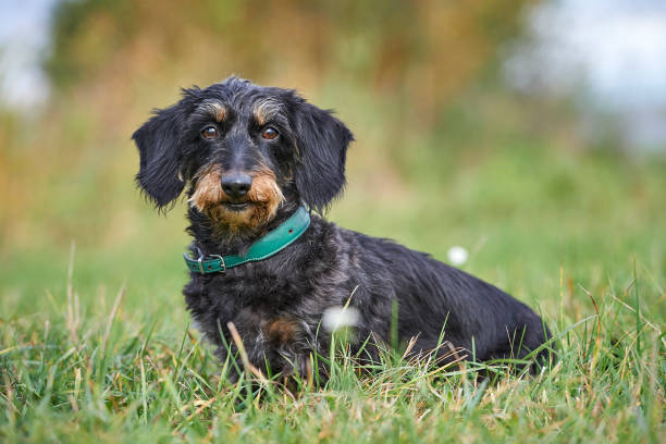 Wire Haired Dachshund Stock Photos, Pictures & Royalty