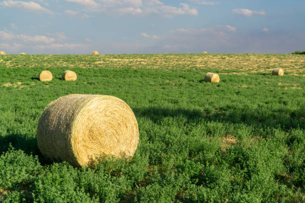 Round Hay Bail in a Field stock photo