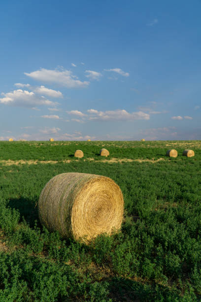 Round Hay Bail in a Field stock photo