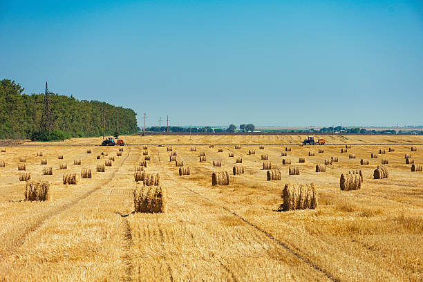 Round straw bales in harvested fields stock photo
