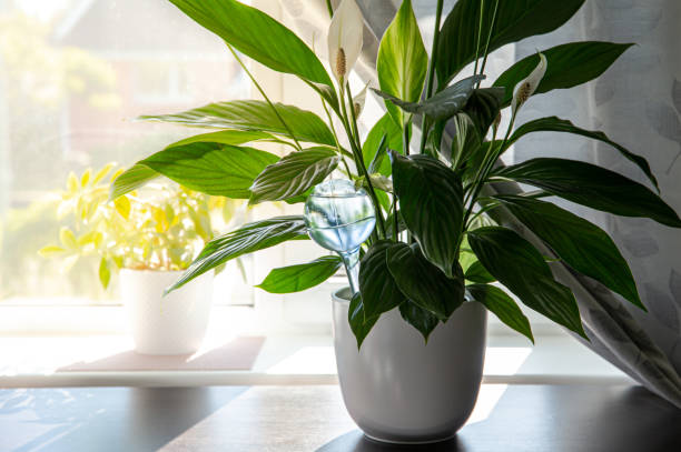 Round transparent self watering device globe inside potted peace lilies Spathiphyllum plant soil in home interior indoors, keeps plants hydrated during vacation period inside home. stock photo