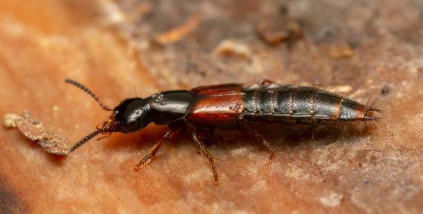 Rove beetle, Quedius laevigatus on wood stock photo