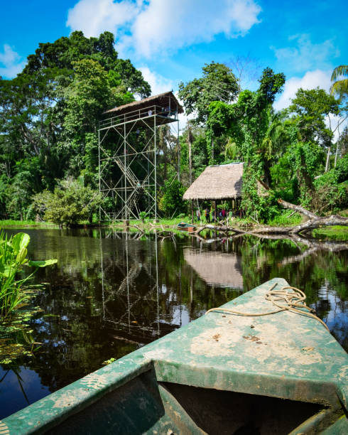 A row boat on a lake in the Amazon rainforest. Tambopata, Peru stock photo