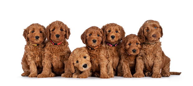 Row of seven adorable red 8 weeks young Cobberdog aka Labradoodle puppies, sitting all beside each other. All looking towards camera. Isolated on a white background.