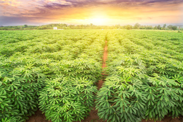 row of cassava tree in field. Growing cassava, young shoots growing. stock photo