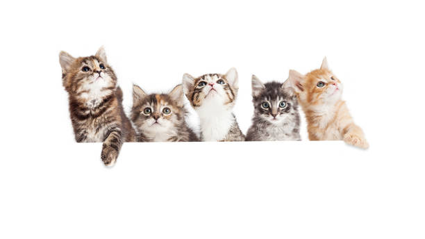 Row of Cute Kittens Hanging Over White Banner stock photo
