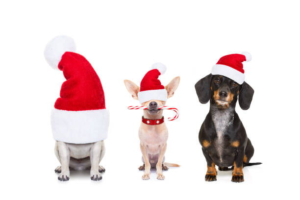 row of dogs on christmas holidays christmas  santa claus row of dogs isolated on white background,  with   funny  red holidays hat  and candy stick happy new year dog stock pictures, royalty-free photos & images