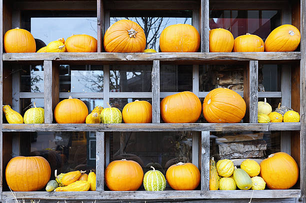Row of fresh pumpkins in wooden frame stock photo