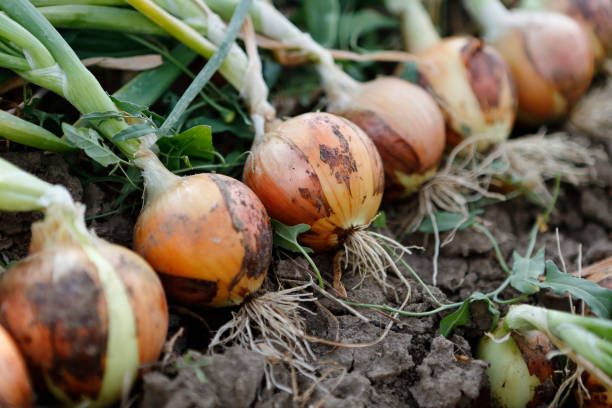 row of onions row of onions in a field, ready to be harvested onion stock pictures, royalty-free photos & images