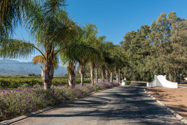 row of palm trees and flowering lavender plants near robertson - robertson stockfoto's en -beelden