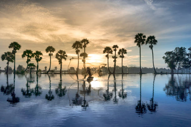 row of palm trees in silhouette reflect on the surface water of the river at sunrise stock photo