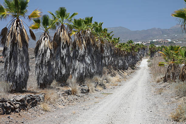 Row of palm trees stock photo