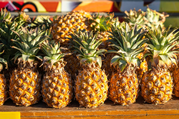 reihe von reifen ananas. - pineapple plantation stock-fotos und bilder