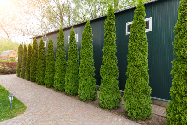 Row of tall evergreen thuja occidentalis trees green hedge fence along path at countryside cottage backyard. Landscaping design, topiary and maintenace Row of tall evergreen thuja occidentalis trees green hedge fence along path at countryside cottage backyard. Landscaping design, topiary and maintenace. evergreen plant stock pictures, royalty-free photos & images