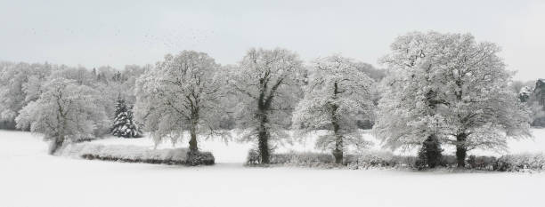 Row of trees in snow stock photo