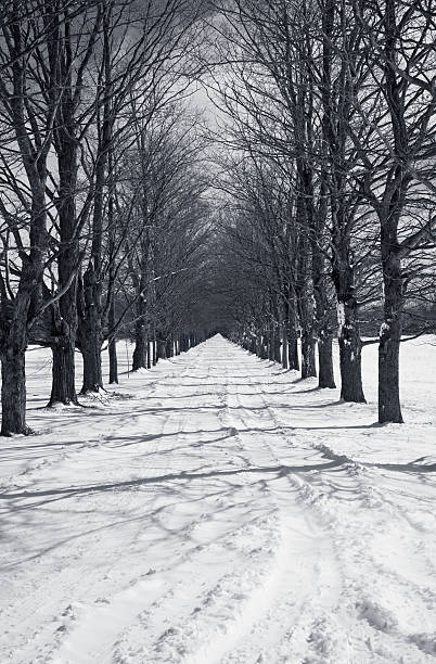 Row of Trees in Winter(b&w) stock photo