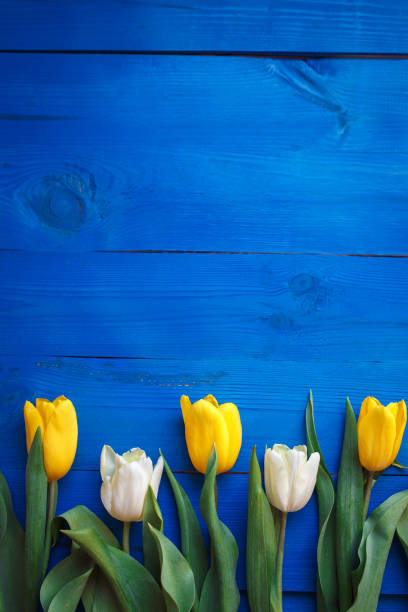 Row of tulips on blue wooden background with space for message. Women's or Mother's Day background. Top view Row of white and yellow tulips on blue wooden background with space for message. Women's or Mother's Day background. Top view mothers day background stock pictures, royalty-free photos & images