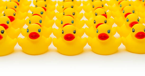 Row of yellow rubber duckies. stock photo