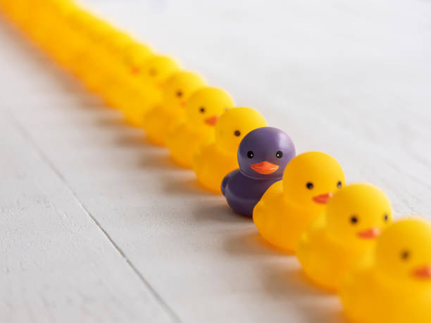 Row of yellow rubber ducks following each other in a line with one different purple duck in the line that is standing out from the crowd. stock photo
