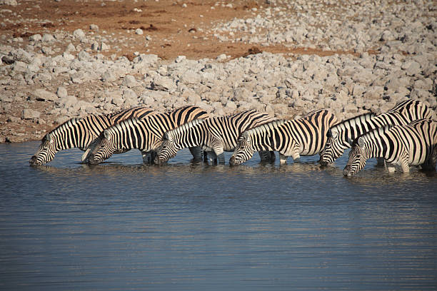Row of Zebras Drinking stock photo