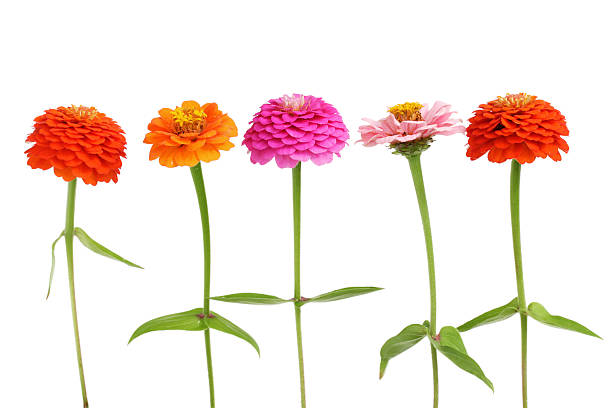 Row of Zinnia flowers Row of several color Zinnia flowers isolated on white background zinnia stock pictures, royalty-free photos & images