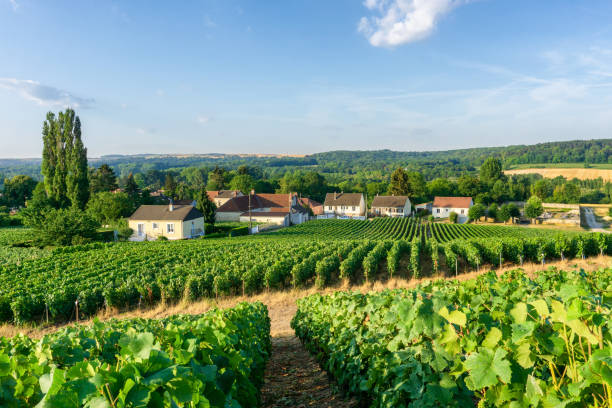 Row vine grape in champagne vineyards at montagne de reims countryside village background stock photo