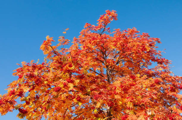 Rowan tree branches with ripe red berries and colorful autumn leaves against blue sky stock photo