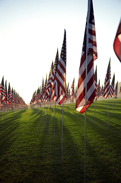 Rows of American flags with the sun behind them stock photo