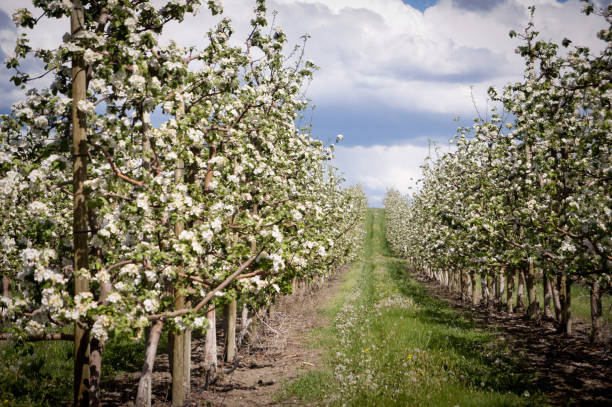rows of apple trees blossoming stock photo