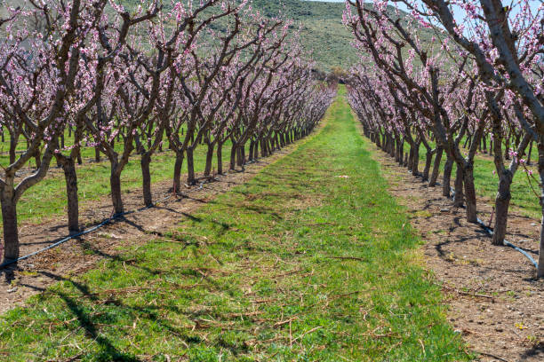 Rows of Blooming Peach Trees in Orchard in April stock photo