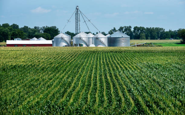 Rows of corn in agricultural field, farm barn and crop silos in background stock photo