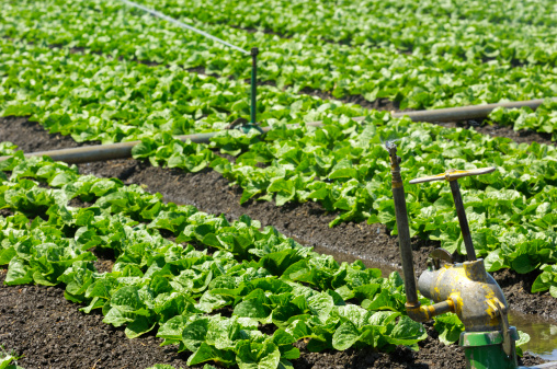 Rows Of Lettuce Being Watered On Coastal Farm Stock Photo