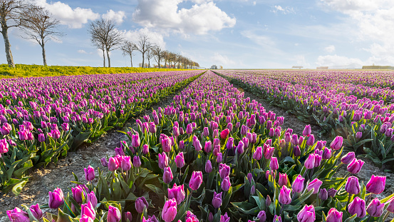 Rows of purple Dutch tulips on a bulb field in the Flevopolder - Flevoland.